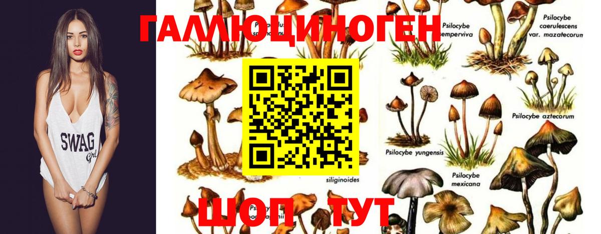 Псилоцибиновые грибы прущие грибы Дагестанские Огни